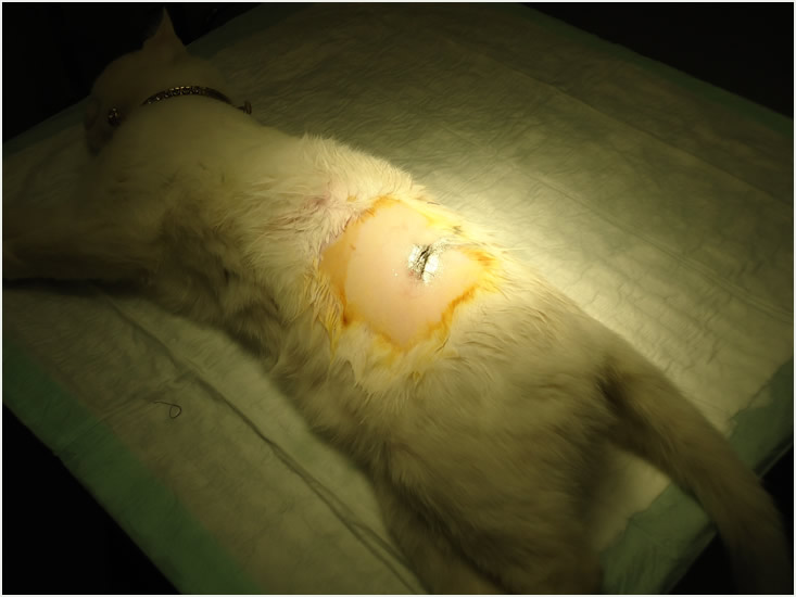 Ocaristerectomía de gata por flanco